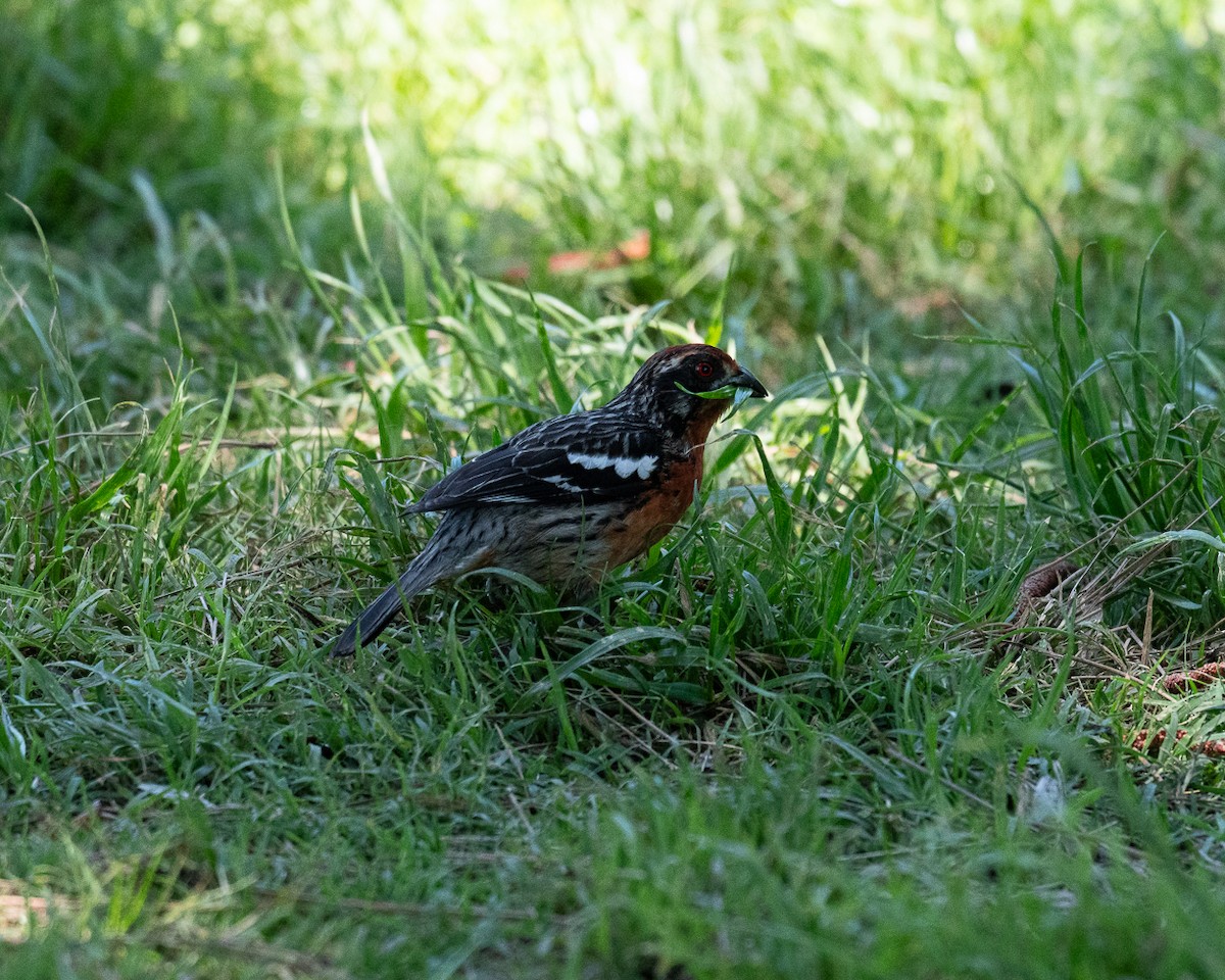 Rufous-tailed Plantcutter - ML625903646