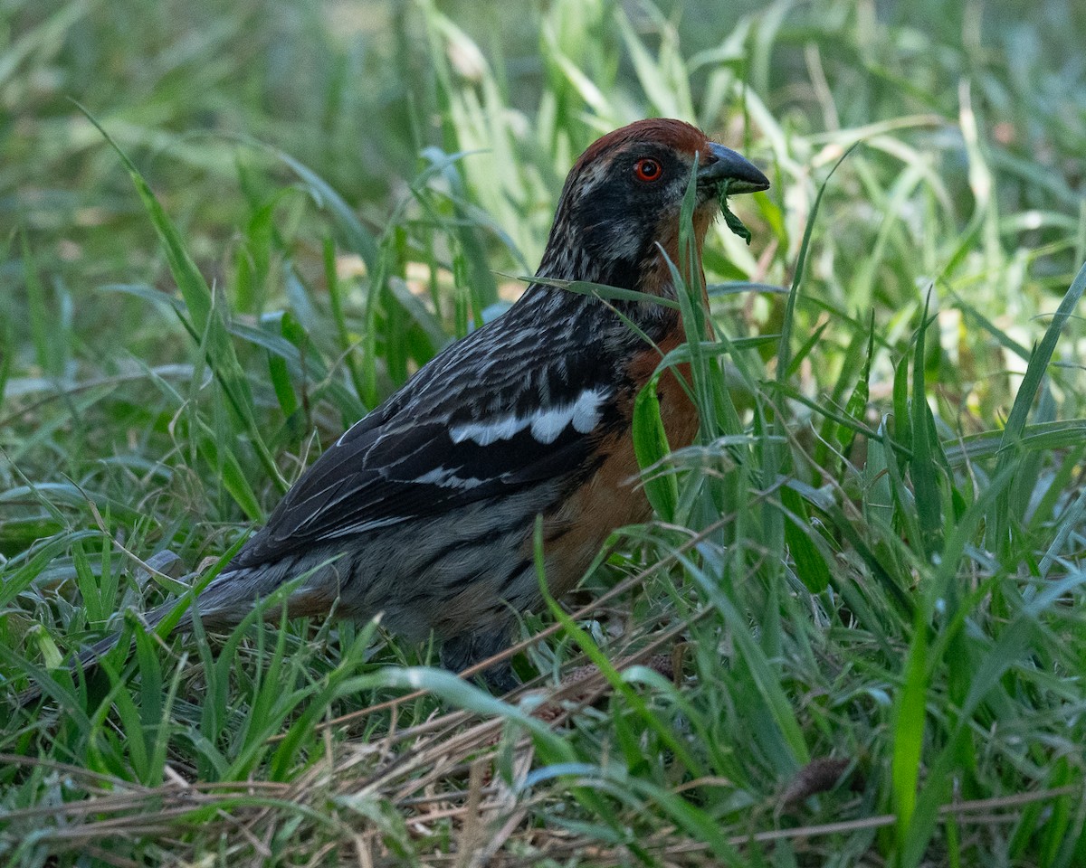 Rufous-tailed Plantcutter - ML625903647