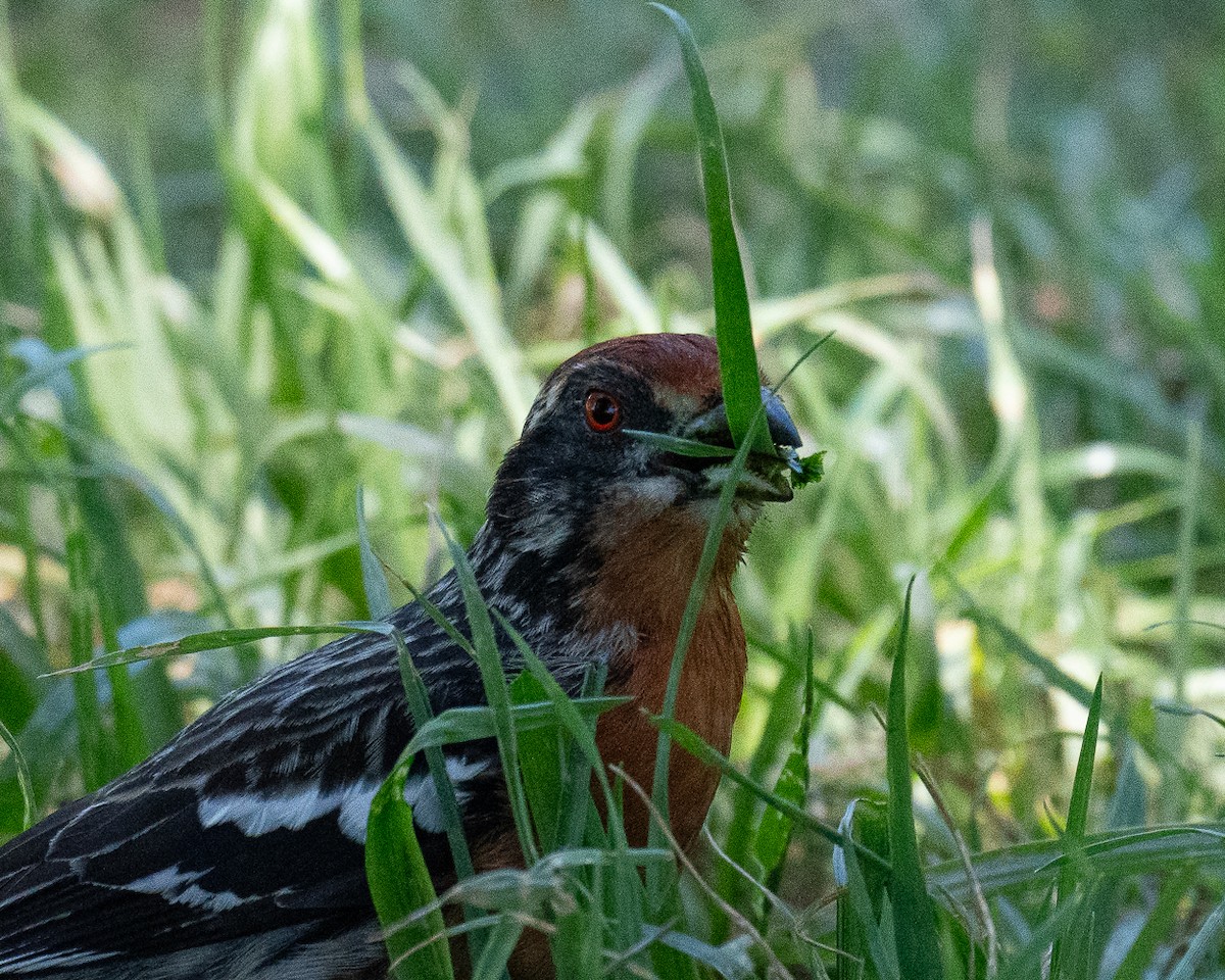 Rufous-tailed Plantcutter - ML625903648