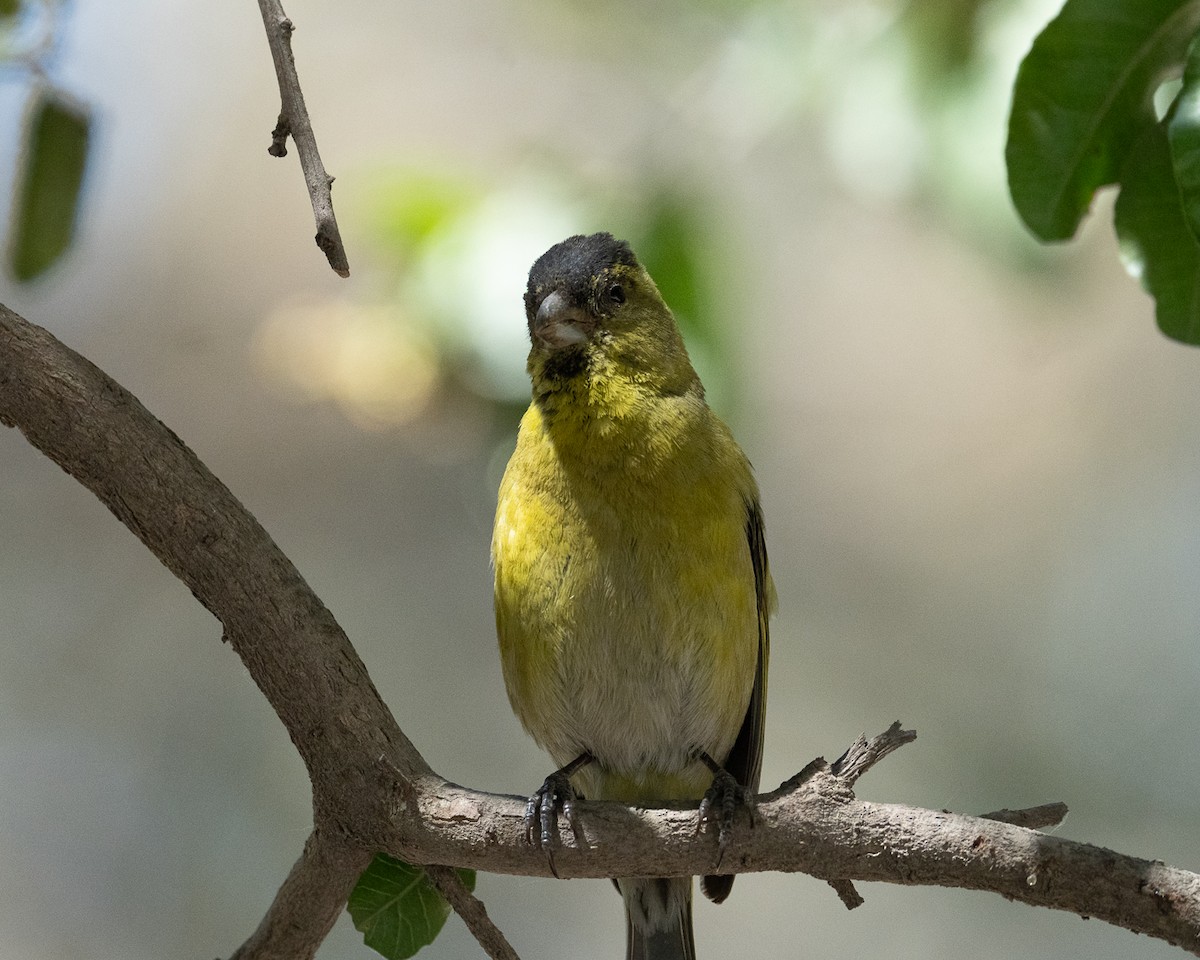 Black-chinned Siskin - ML625903703