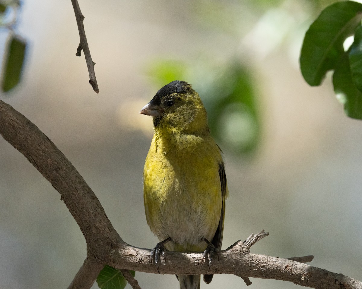 Black-chinned Siskin - ML625903704