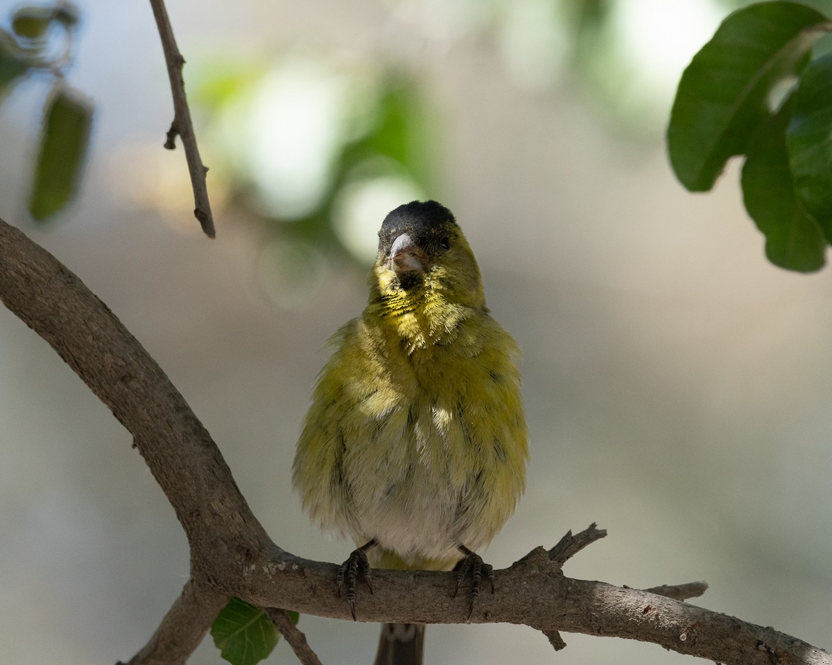 Black-chinned Siskin - ML625903705