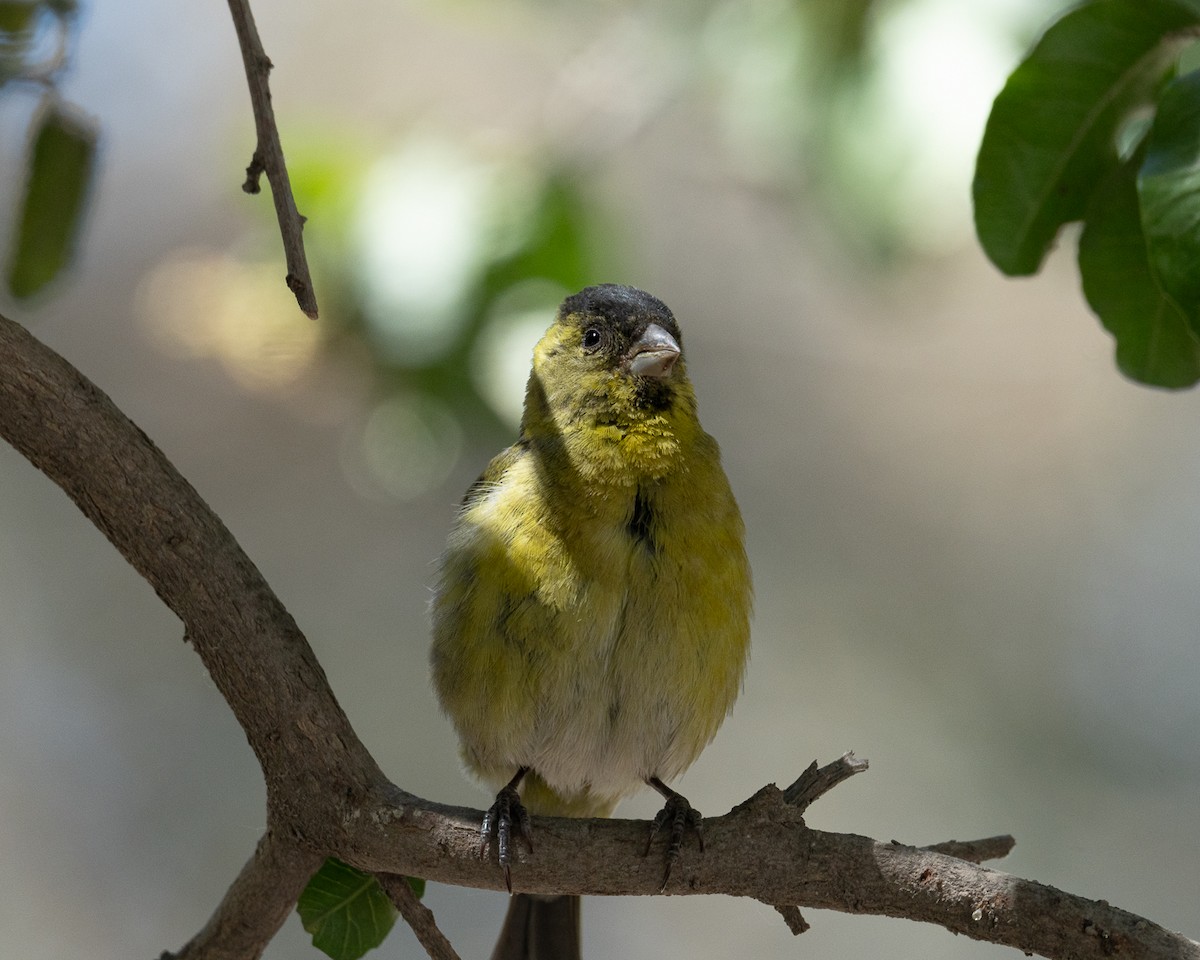 Black-chinned Siskin - ML625903706