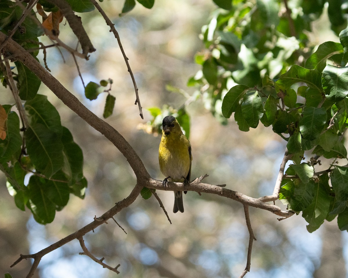 Black-chinned Siskin - ML625903707