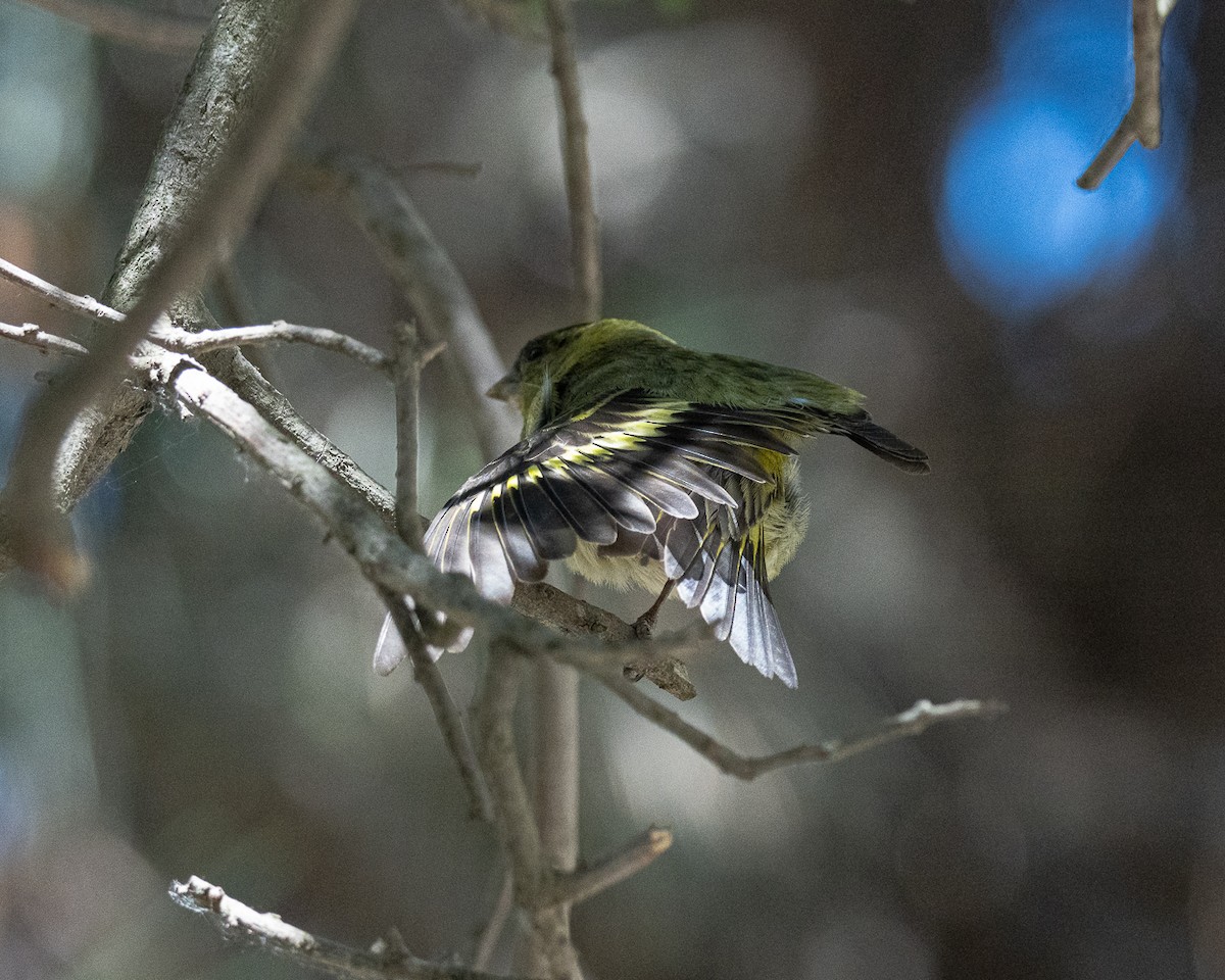 Black-chinned Siskin - ML625903708