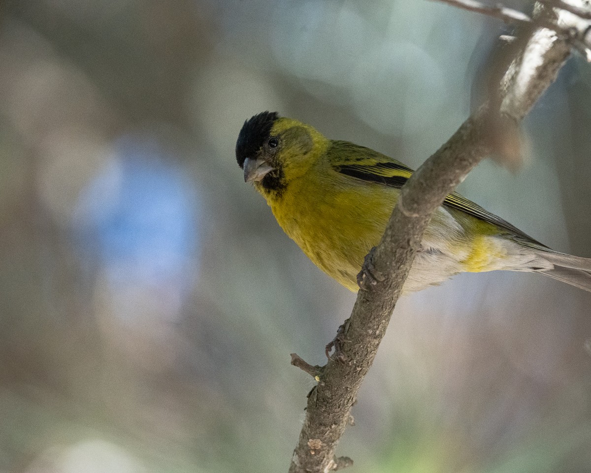 Black-chinned Siskin - ML625903709
