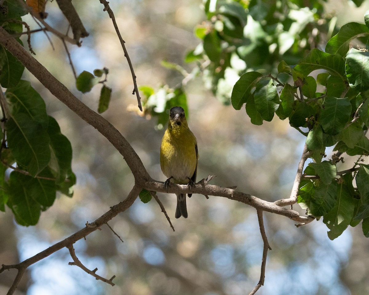 Black-chinned Siskin - ML625903710