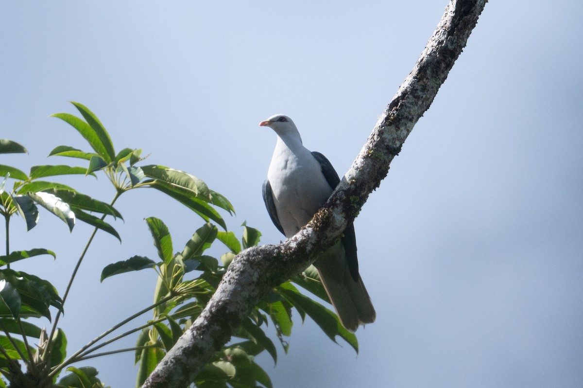 Pale Mountain-Pigeon - ML625903711