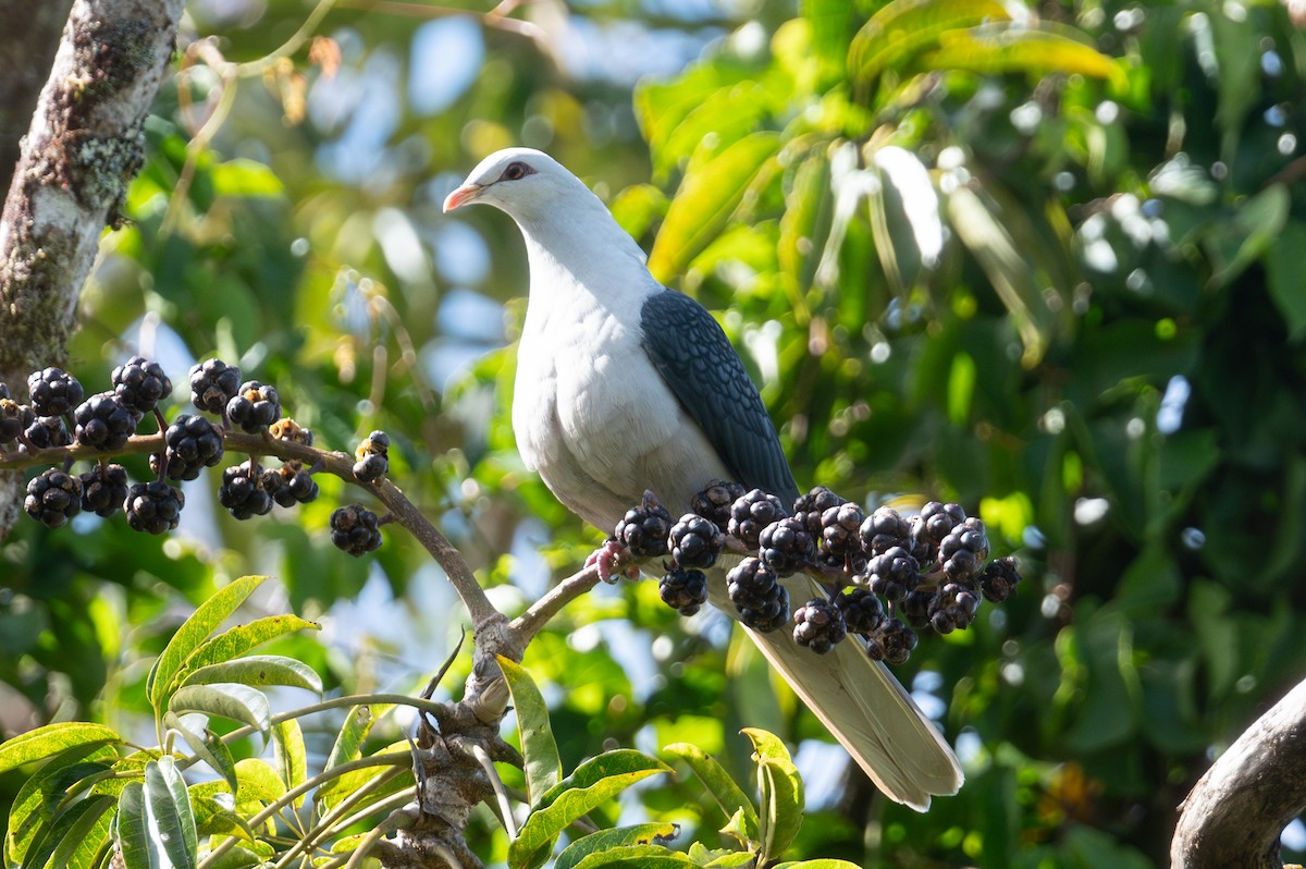 Pale Mountain-Pigeon - ML625903717
