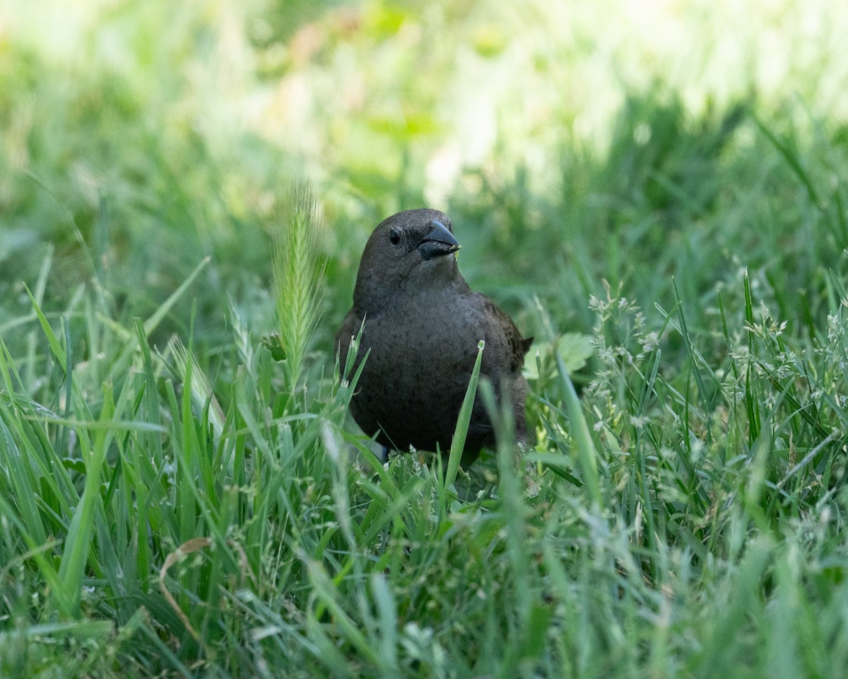 Shiny Cowbird - ML625903724
