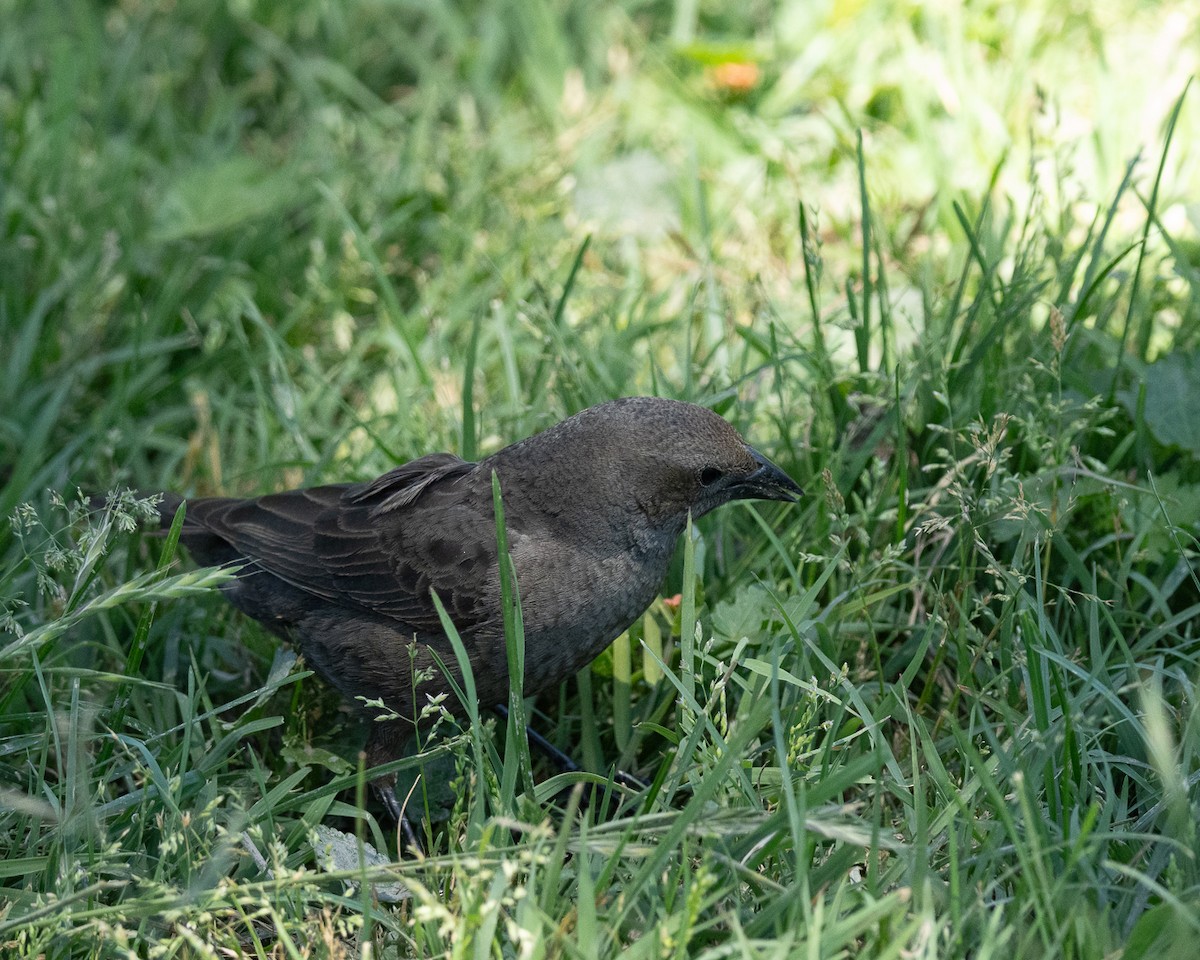 Shiny Cowbird - ML625903725