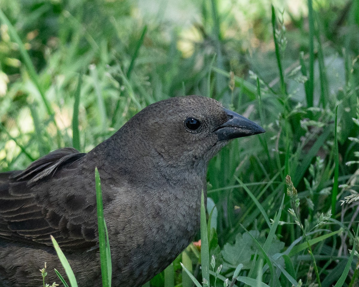 Shiny Cowbird - ML625903726