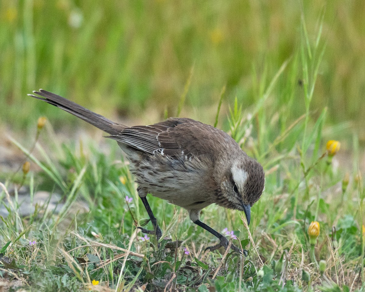 Chilean Mockingbird - ML625903736