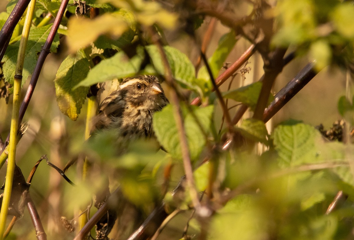 Streaky Seedeater - ML625903783