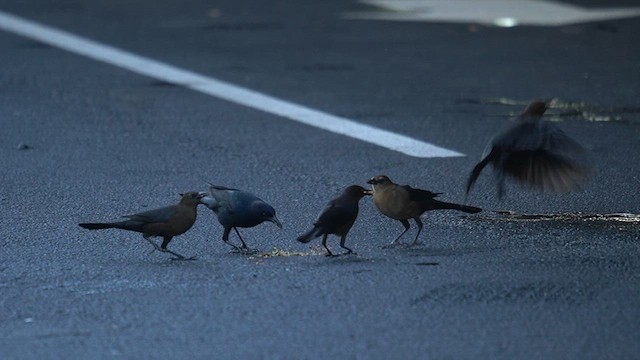 Boat-tailed Grackle - ML625903799