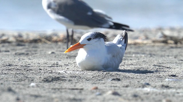 Royal Tern - ML625903993