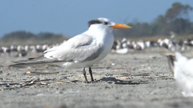 Royal Tern - ML625903994