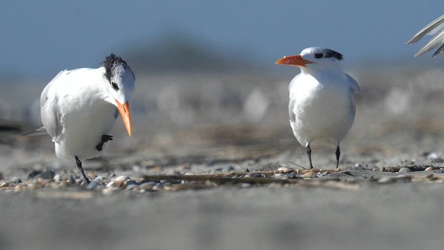 Royal Tern - ML625903995