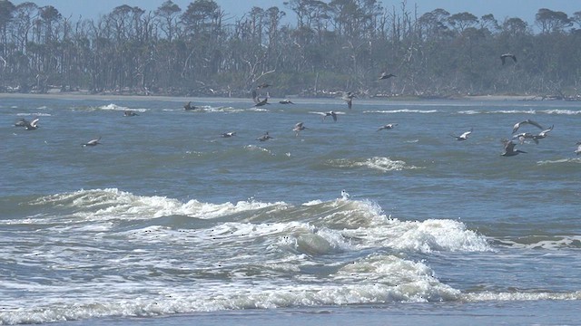 Brown Pelican - ML625904077