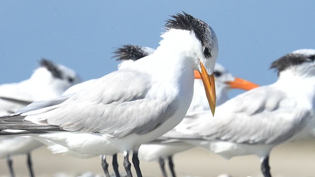 Royal Tern - ML625904099