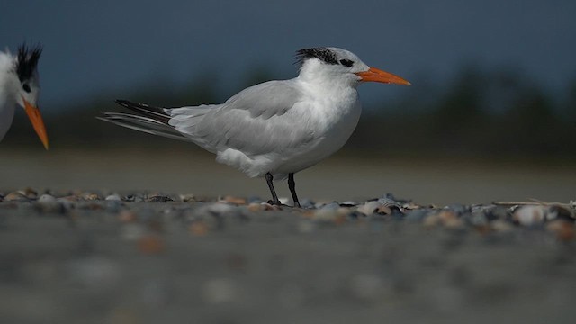 Royal Tern - ML625904101