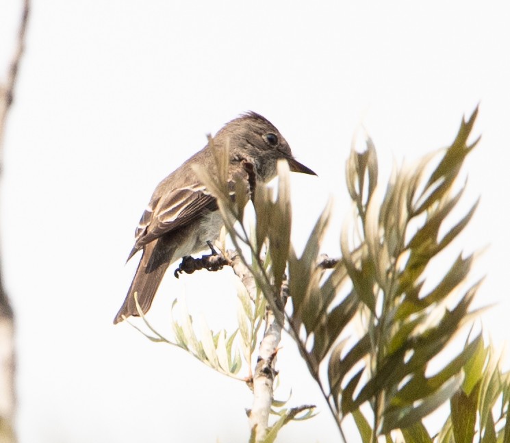 Northern Beardless-Tyrannulet - ML625904317