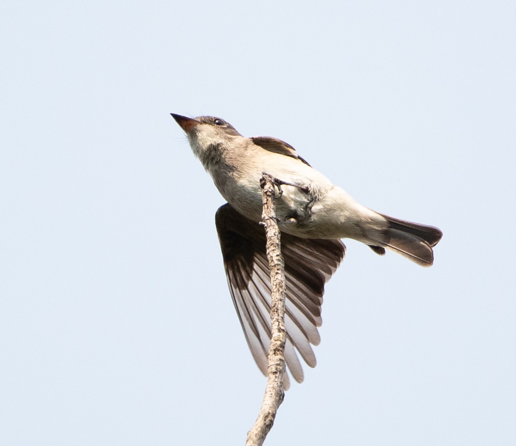 Northern Beardless-Tyrannulet - ML625904318