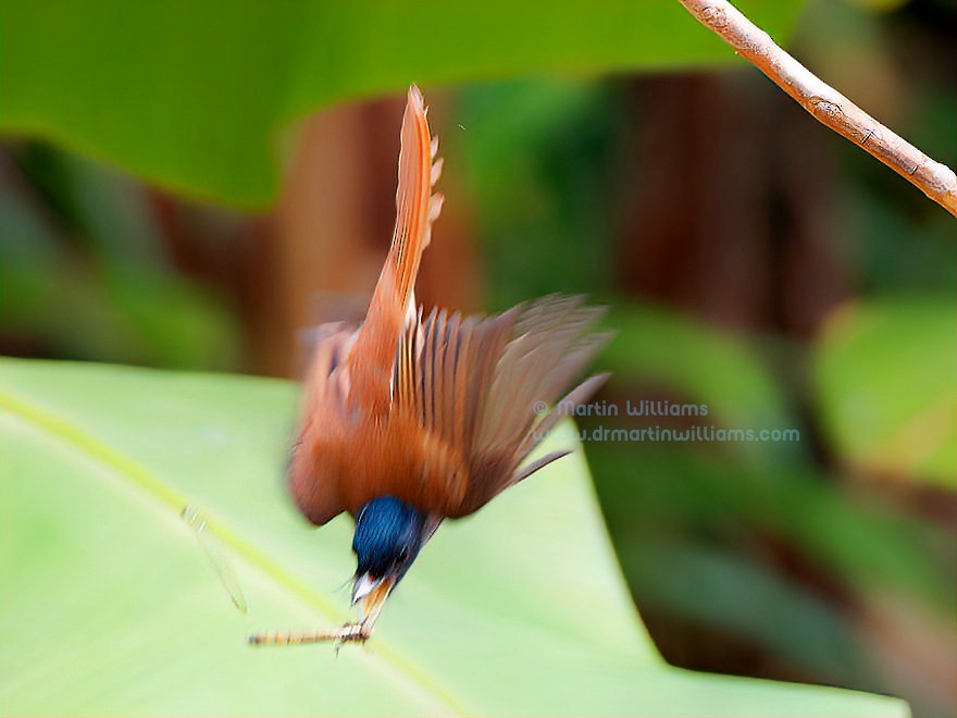 Amur Paradise-Flycatcher - ML625904371