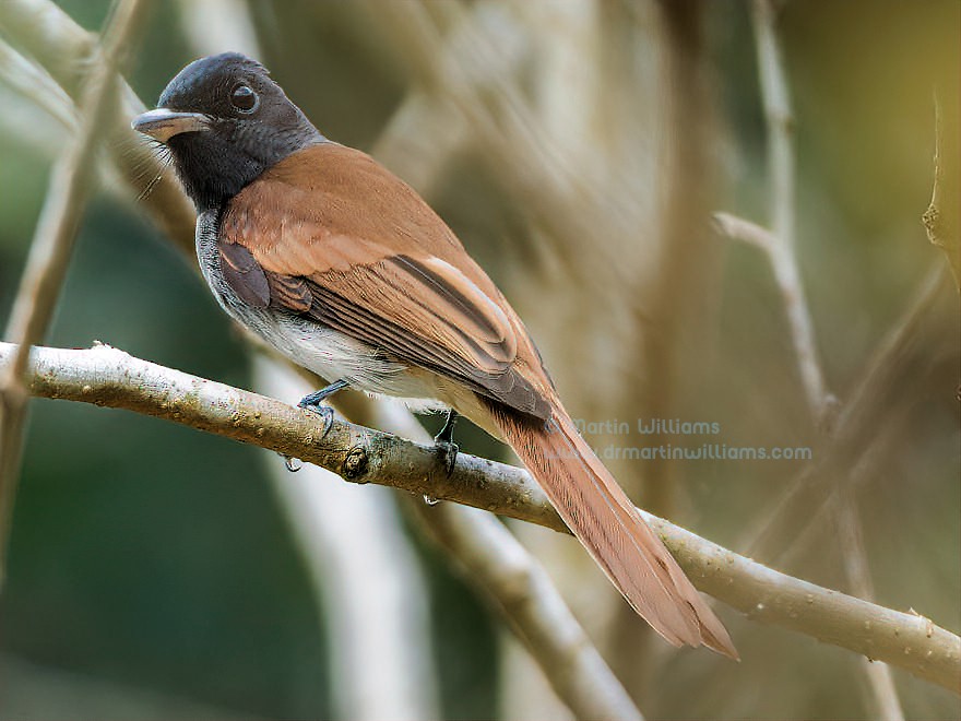 Amur Paradise-Flycatcher - ML625904372