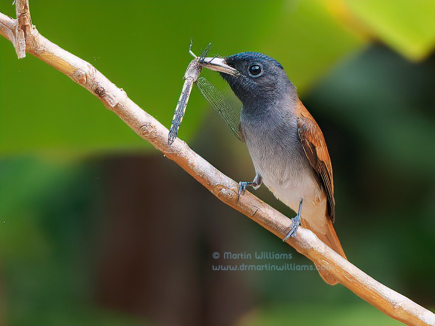 Amur Paradise-Flycatcher - ML625904373