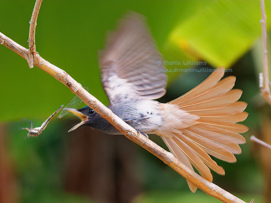 Amur Paradise-Flycatcher - ML625904374