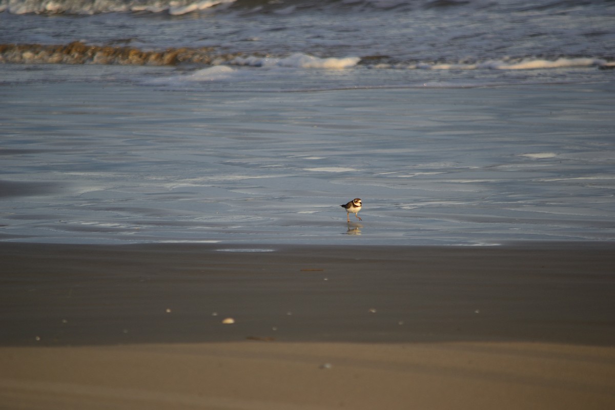 Piping Plover - ML625904428
