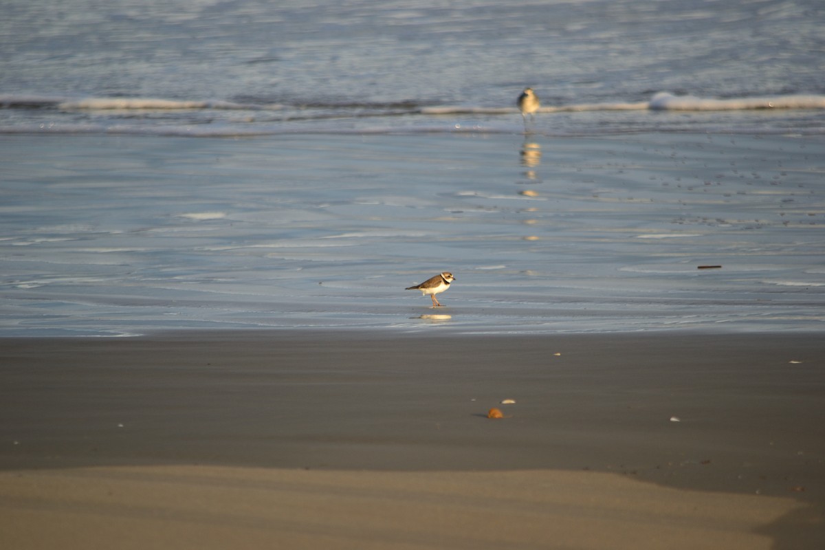 Piping Plover - ML625904433