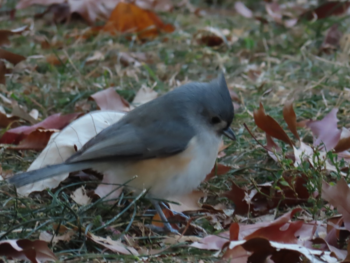 Tufted Titmouse - ML625904485