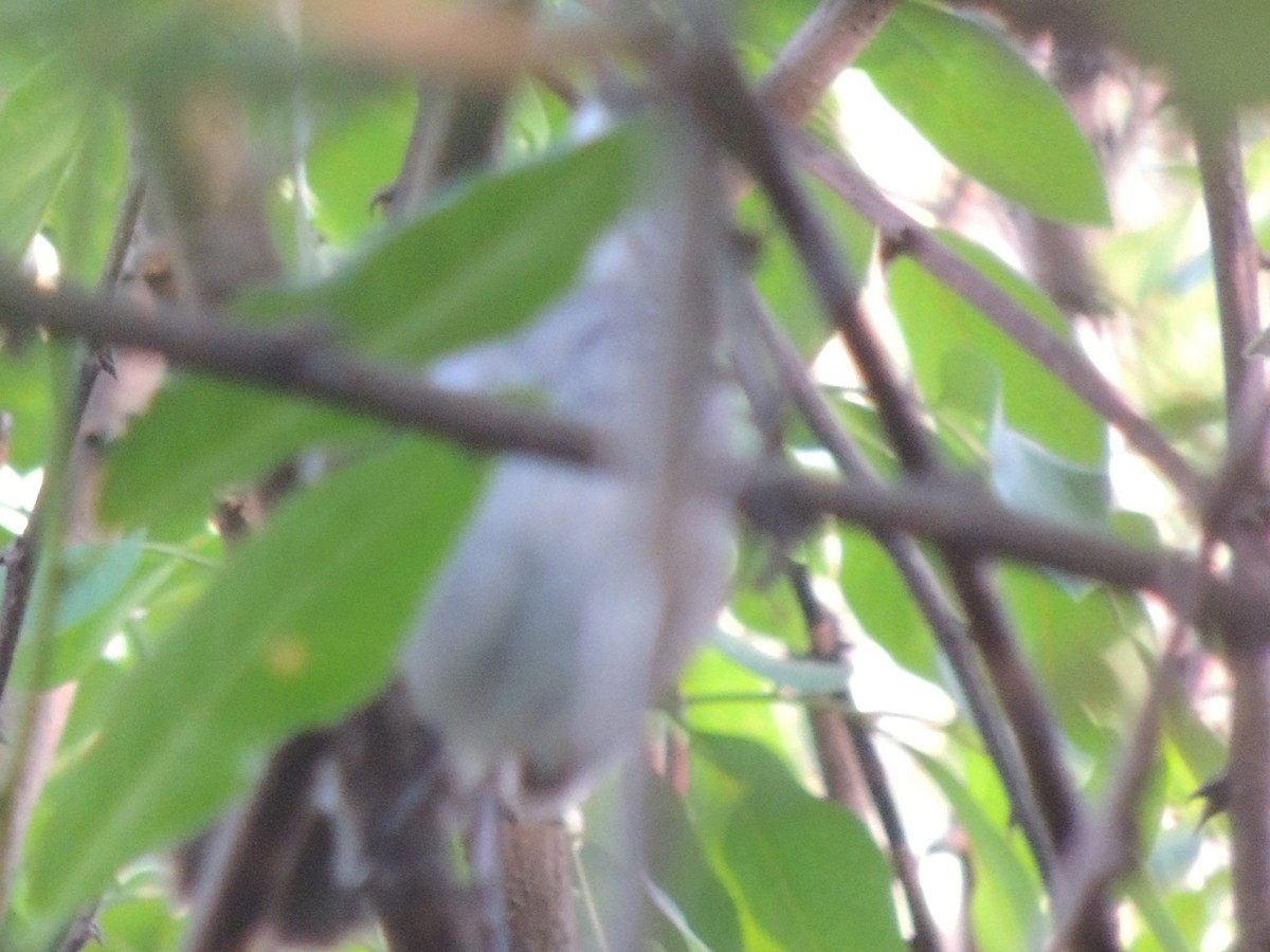 Bamboo Warbler - ML625904528