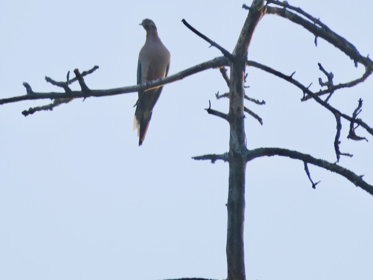 Carolinataube - ML625904587