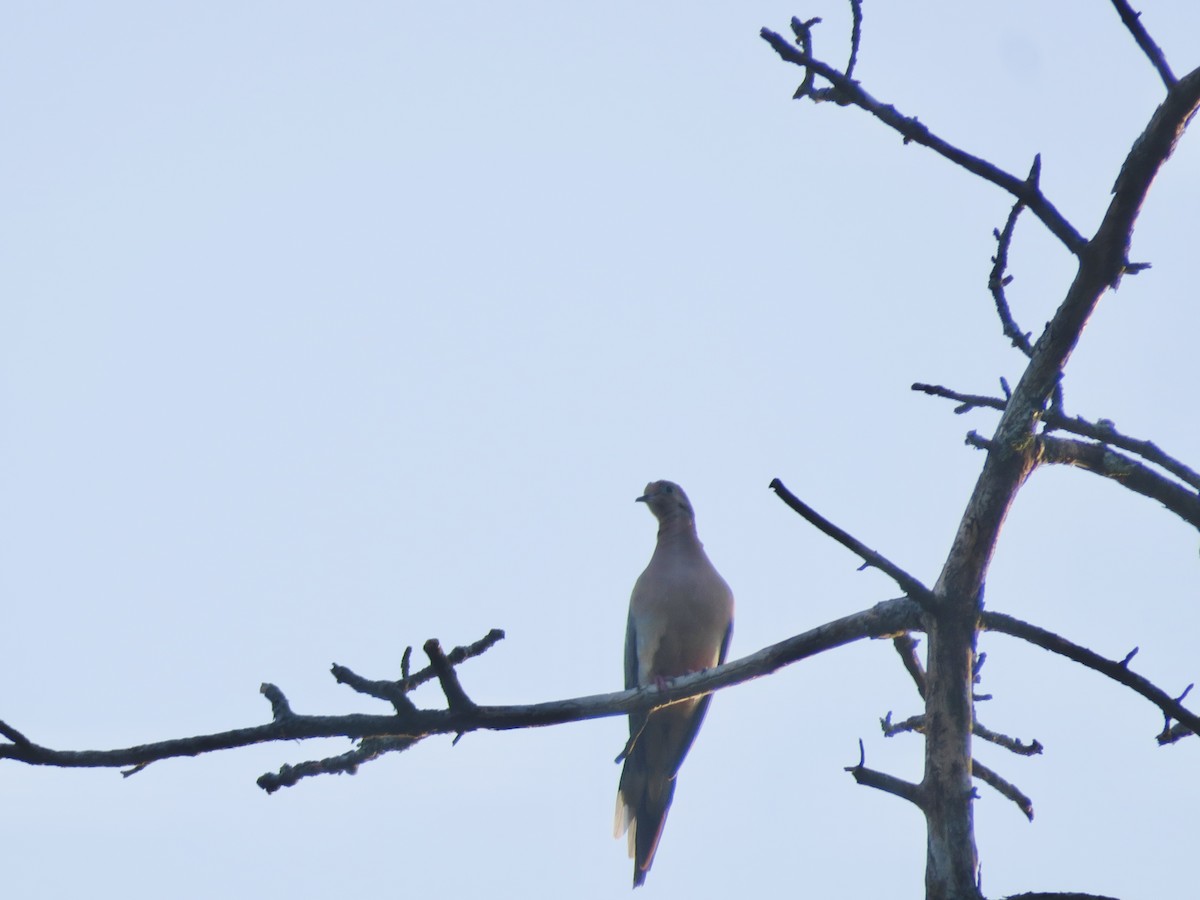 Carolinataube - ML625904588