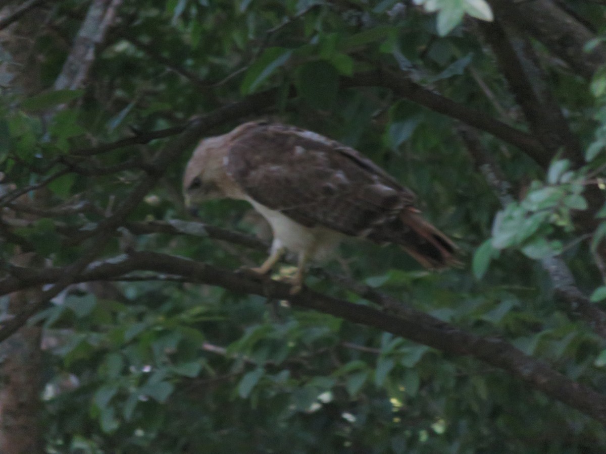 Rotschwanzbussard - ML625904597