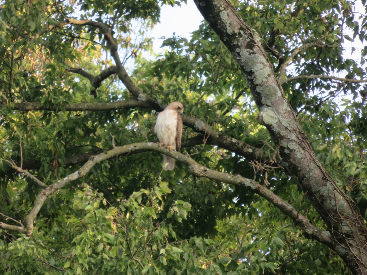 Rotschwanzbussard - ML625904620