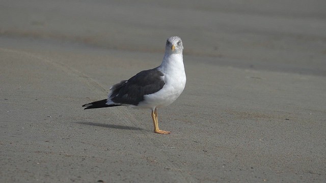 小黑背鷗 - ML625904664