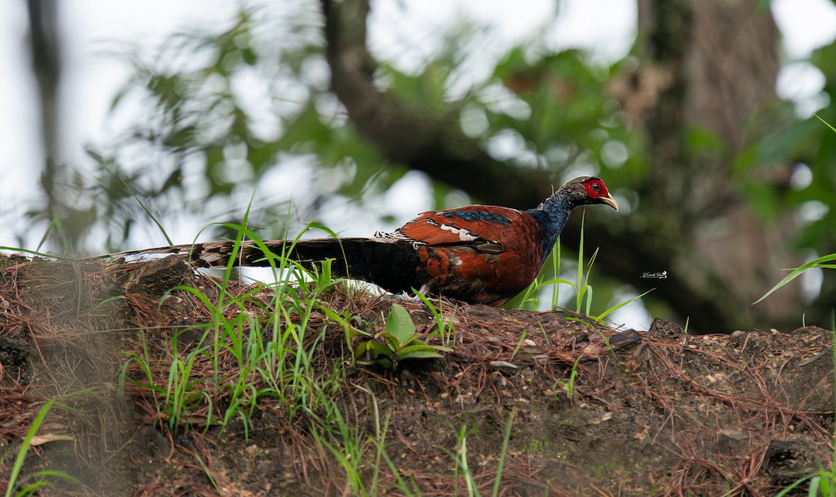 Mrs. Hume's Pheasant - ML625904665