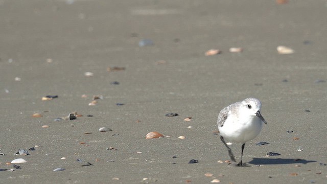 Sanderling - ML625904689