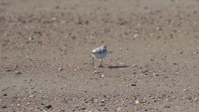 ミユビシギ - ML625904690