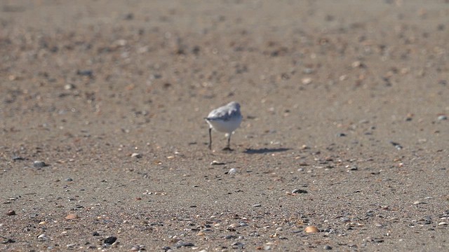 Bécasseau sanderling - ML625904690