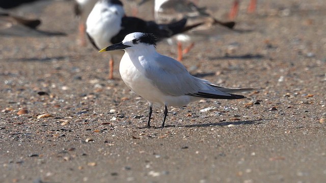 Sandwich Tern (Cabot's) - ML625904732