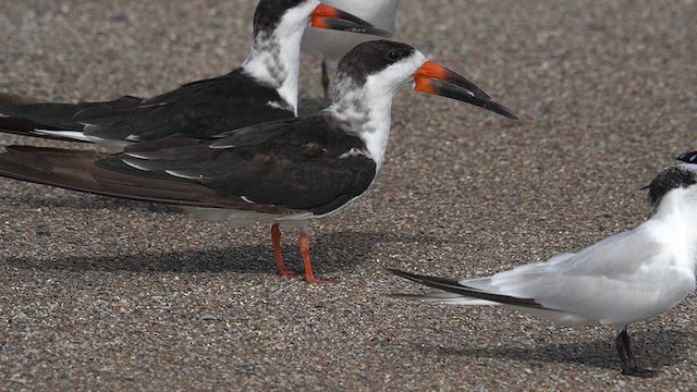 Black Skimmer - ML625904754