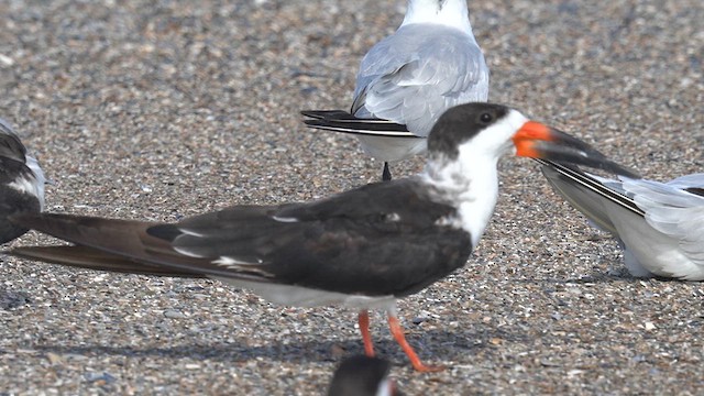 Black Skimmer - ML625904758