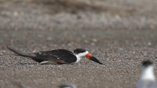 Водоріз американський - ML625904760