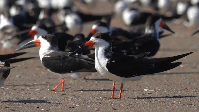 Водоріз американський - ML625904763