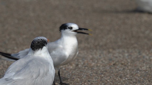 Sandwich Tern (Cabot's) - ML625904764